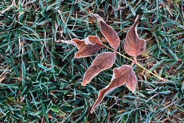 Dry leaves on a grass in frosty morning