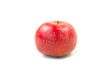 The hawthorn stands alone on a white background