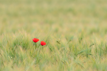 Two poppy flowers in green wheat