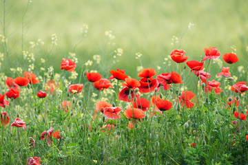 Red poppy flowers in spring