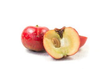 The hawthorn stands alone on a white background
