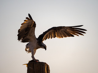 Osprey perched eating fish on Hawar Islands in the Arabian Gulf between Bahrain and Qatar