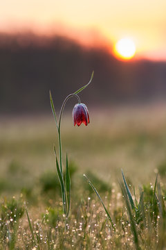 Fritillary flower on background of sunrise