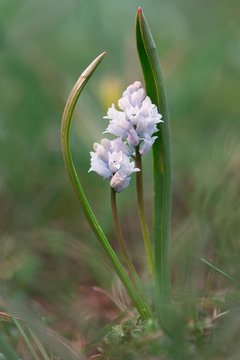 Hyacinth in wildlife
