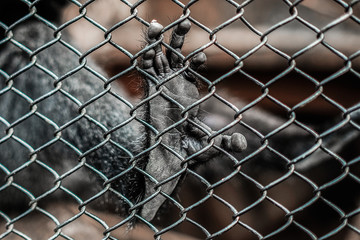 Primate feet in a cage