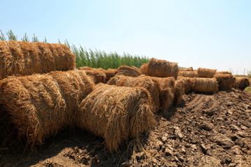 Bales of straw in the field