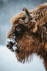 Portrait of European Bison in winter season © szaboerwin