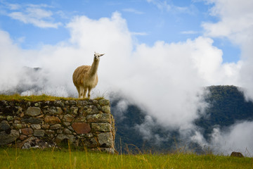 Funny alpaca or llama in Machu Picchu © Marotoson