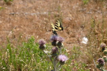 The Giant Swallowtail butterfly fluttering its wings