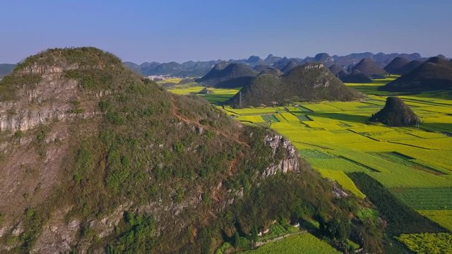 Aerial view drone flight above yellow rapeseed (canola) flower field in spring, Luoping, China