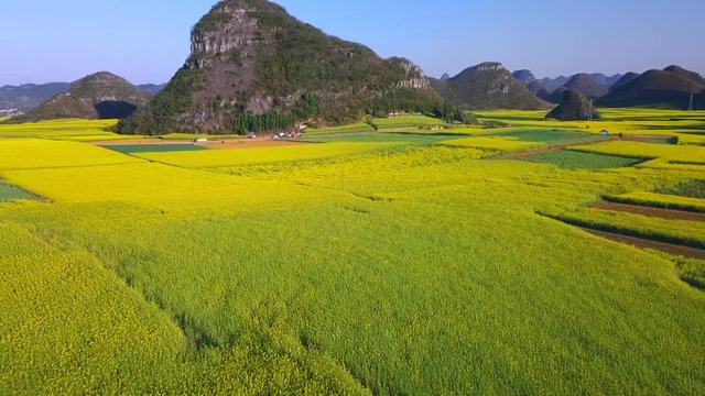 Aerial view drone flight above yellow rapeseed (canola) flower field in spring, Luoping, China