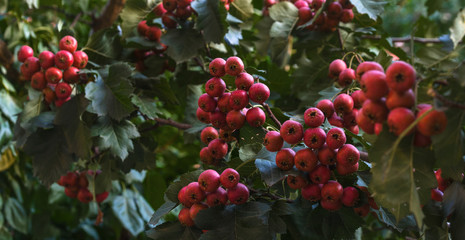 The ripe hawthorn on a hawthorn tree