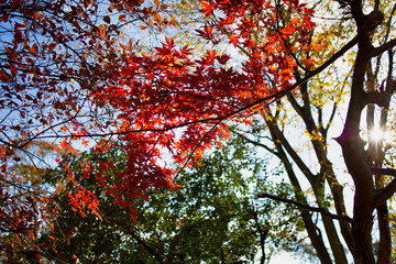 紅葉