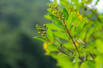 treetop and flowers on blur forest on the hill.