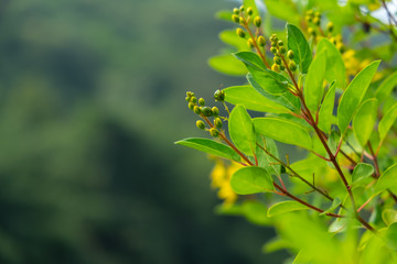 treetop and flowers on blur forest on the hill.