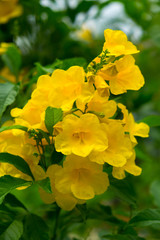 yellow flower and gree leaf