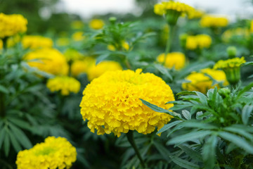 Yellow Marigold flowers full bloom.(tagetes spp.) In Thailand is the flower of King Rama IX.