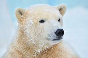 polar bear