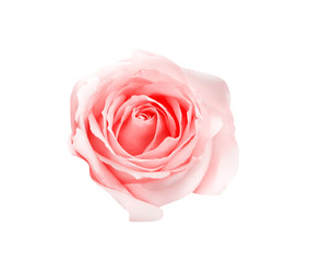 Pink rose flowers sweet petal with water drop patterns top view isolated on white background and clipping path