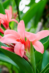 Pink canna flower in garden. (Cannaceae)