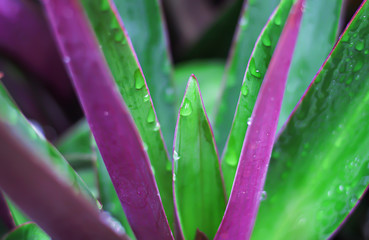 Close up oyster plant  or tradescantia spathacea flower with water drops blooming in morning garden , green and purple leaves background - Powered by Adobe