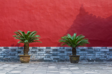 Two potted plants under the walls of the Forbidden City