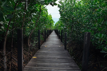 Fototapeta premium Long wooden path or wooden bridge among vibrant green mangrove forest, Rayong province, Thailand