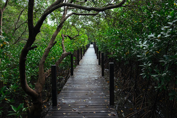 Long wooden path or wooden bridge among vibrant green mangrove forest, Rayong province, Thailand