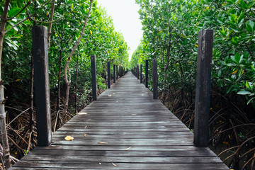 Obraz premium Long wooden path or wooden bridge among vibrant green mangrove forest, Rayong province, Thailand