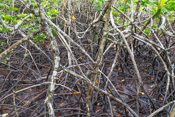 mangrove forest, Rayong province, Thailand