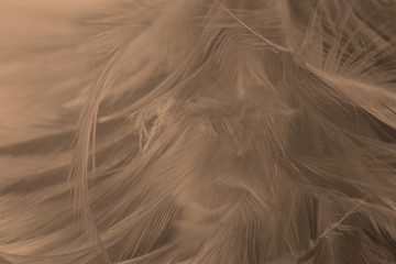 Beautiful brown feather texture background ,vintage style