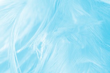 Fototapeta premium Piękne niebieskie pióro wzór tekstury tła