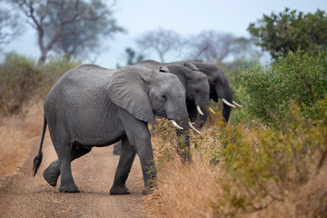 Naklejka na ściany i meble elephant group in kruger park south africa crossing the road