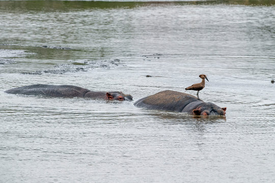 Hippos With Bird In A Pool In Kruger Park South Africa