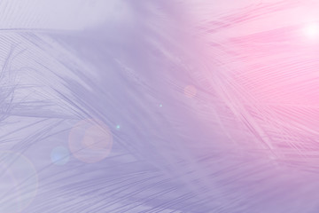 Beautiful violet colors tone feather texture background, trends color with red light flare