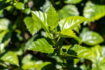 green leaves of tree in spring