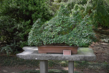 bonsai tree in the pot in the garden of public park in Jeju Island, South Korea