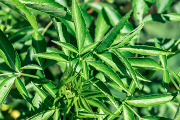 green leaves of plant