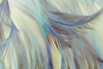 Beautiful colorful feather pattern texture background