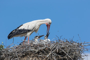 Weißstorch mit Jungvogel