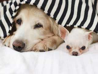 Close up image of golden retriever and chihuahua dog lying down in bed under black and white...