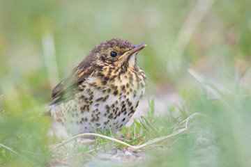 Fototapeta premium Singdrossel Jungvogel
