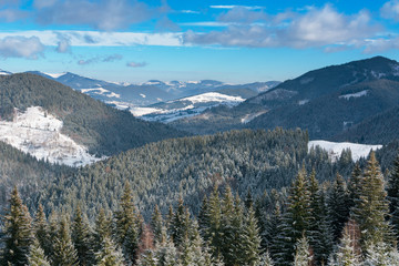 Fototapeta premium Forest in winter mountains in suuny day