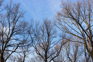 Trees without leaves on a background of blue sky and clouds. Late autumn, Sunny day.