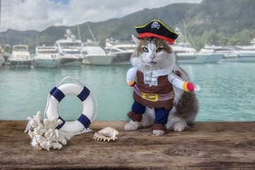 Funny cat in pirate costume on the seascape background