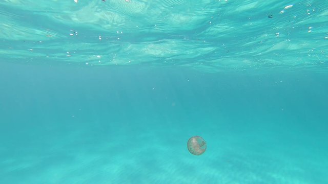 M&eacute;duse, Pelagia noctiluca, aussi connue sous le nom de m&eacute;duse p&eacute;lagique, p&eacute;lagie ou piqueur-mauve, nageant &agrave; Minorque.