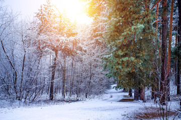 Beautiful winter landscape with snow covered trees in sunny day. Russian landscape.