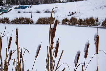 A reeds on the lake in winter in the park. The Lake in the winter.