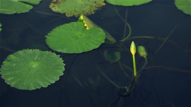 lillies detail