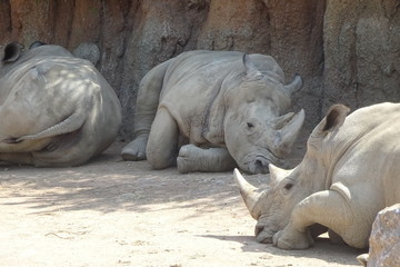 Obraz premium Rinoceronti